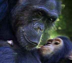 jane goodall jane goodall