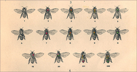 sprache_der_bienen